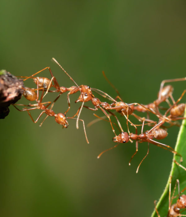 Verbinden 2B Advies Fred Geelen